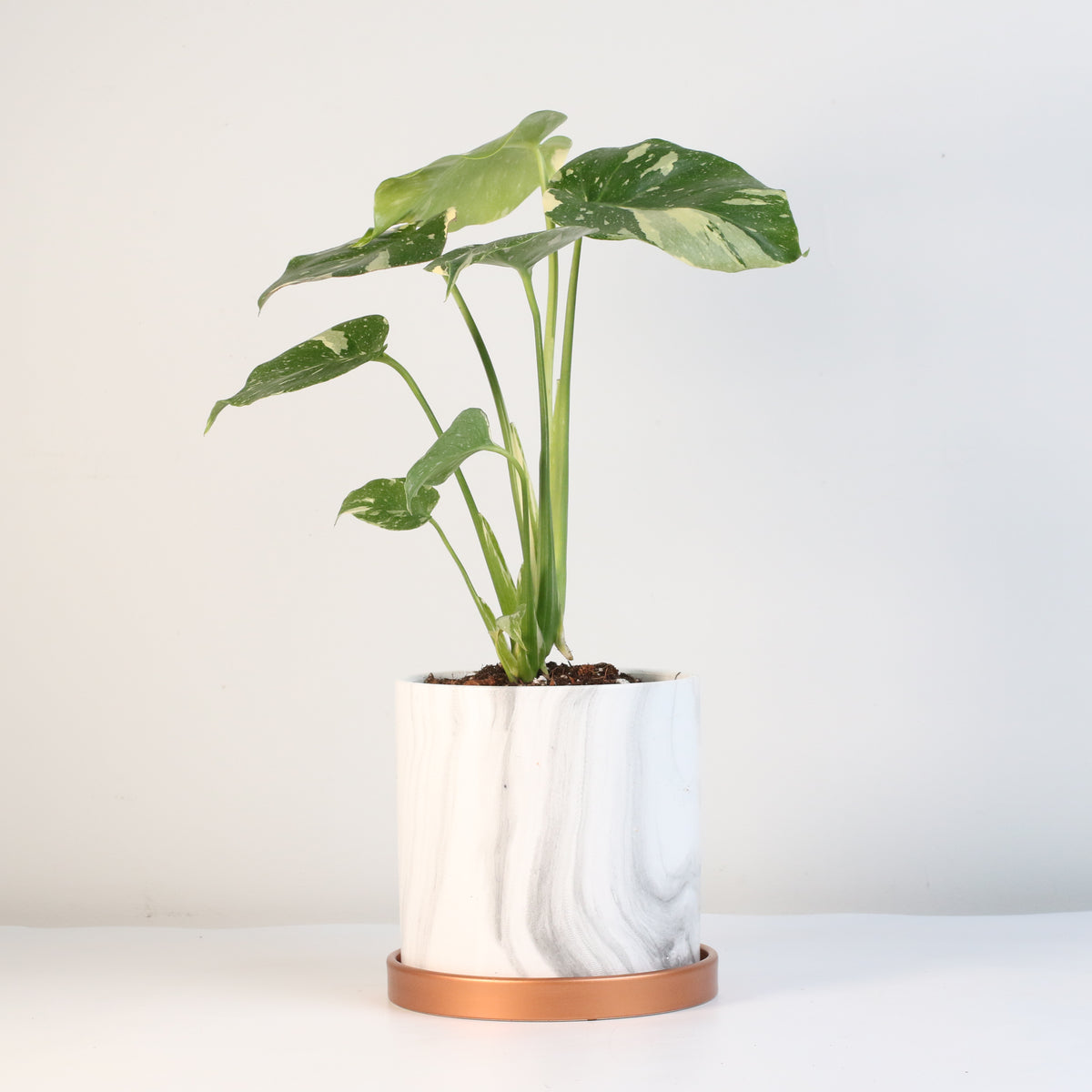 Monstera Thai Constellation