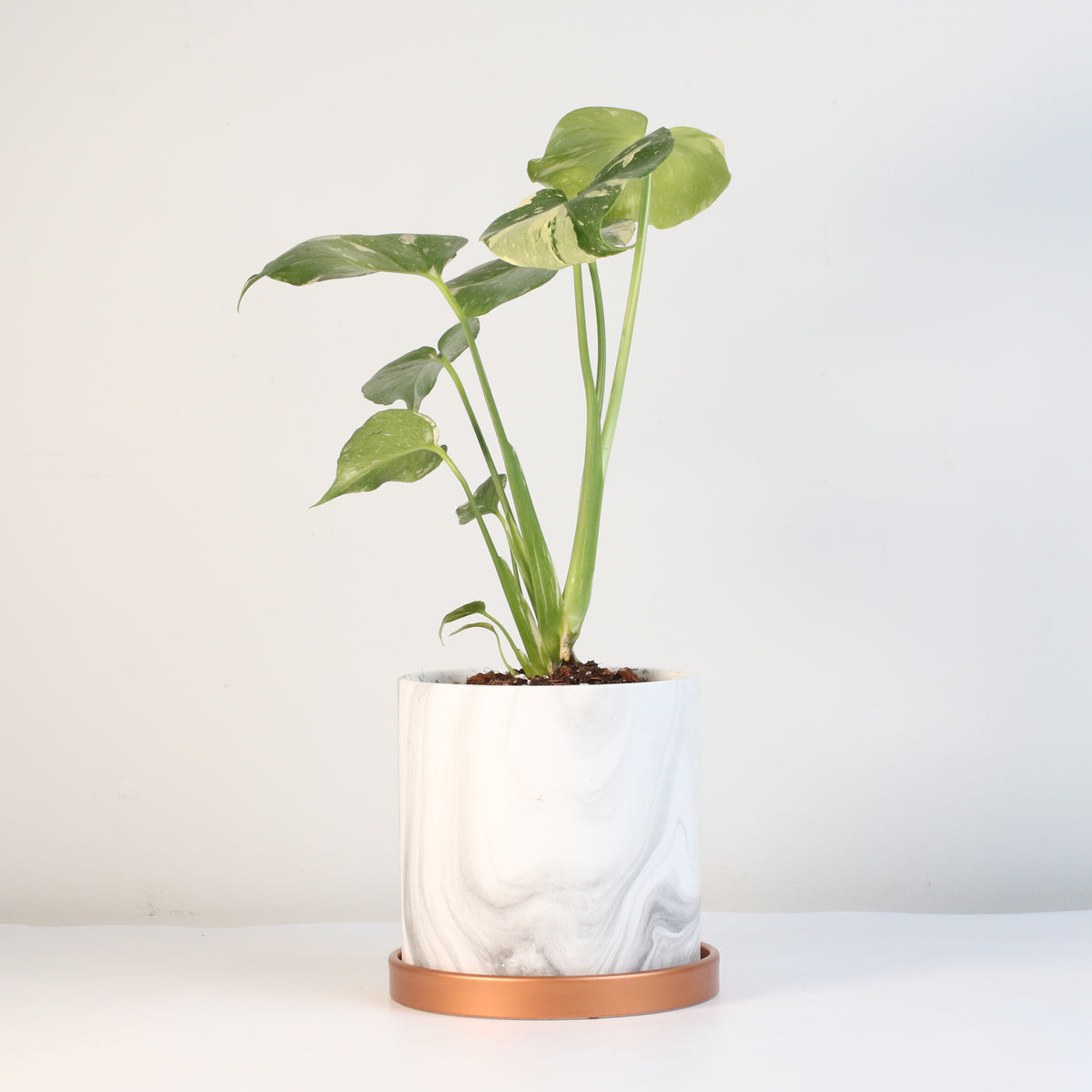 Monstera Thai Constellation