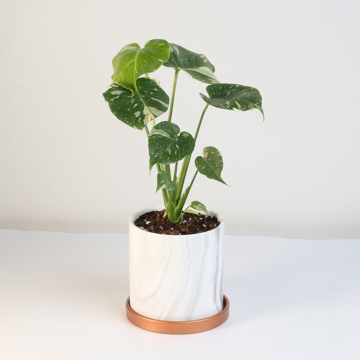 Monstera Thai Constellation