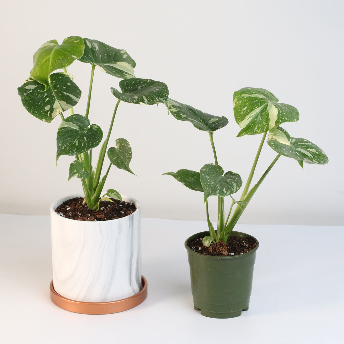 Monstera Thai Constellation