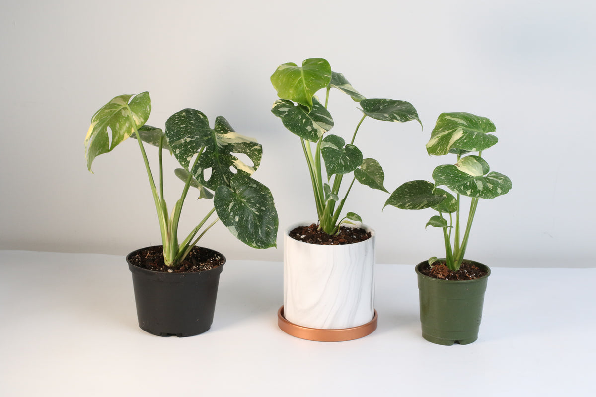 Monstera Thai Constellation