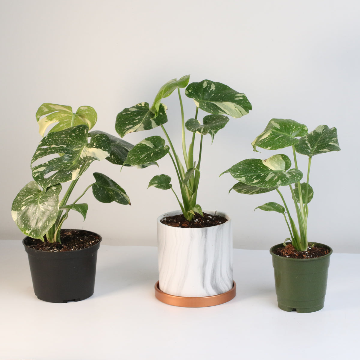 Monstera Thai Constellation