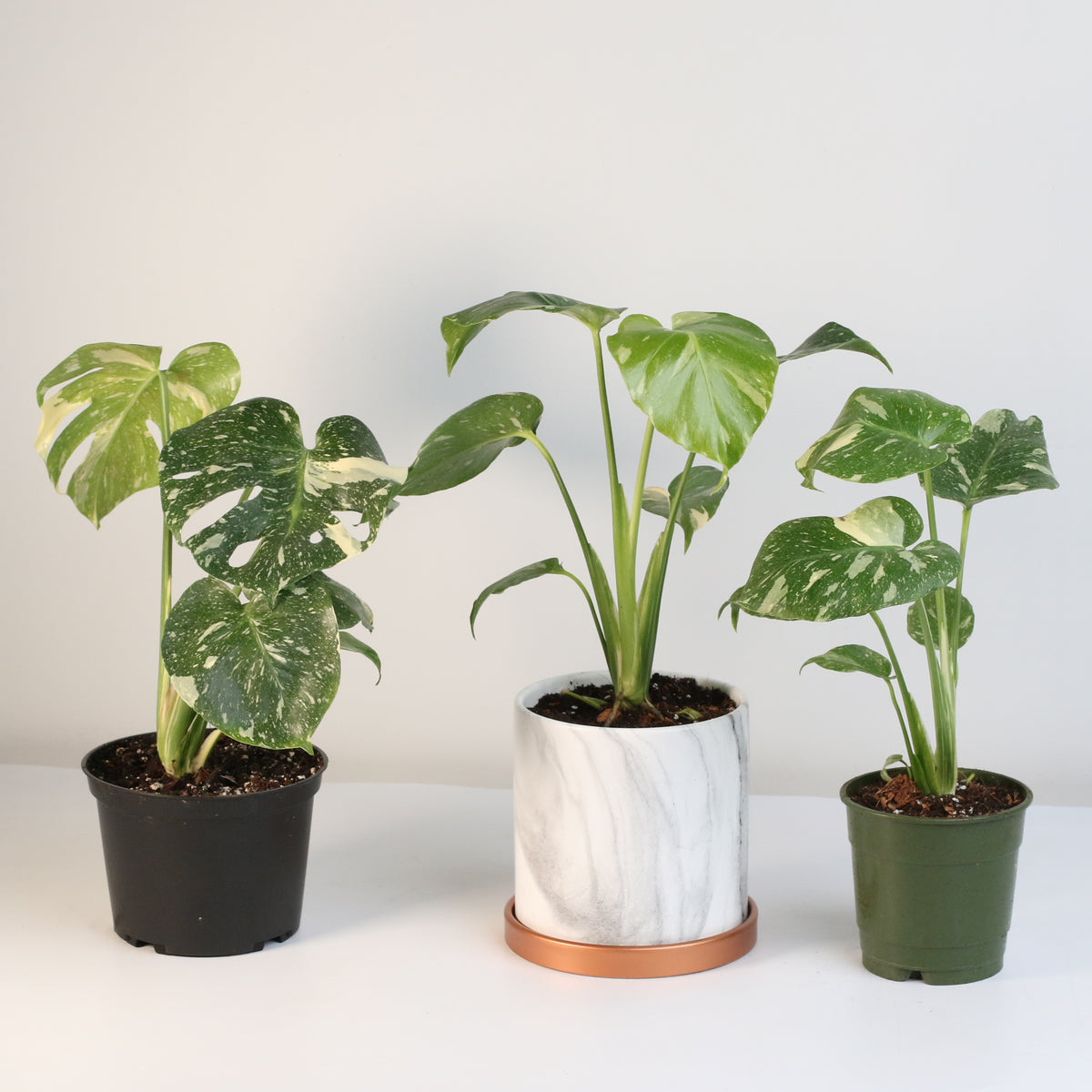 Monstera Thai Constellation