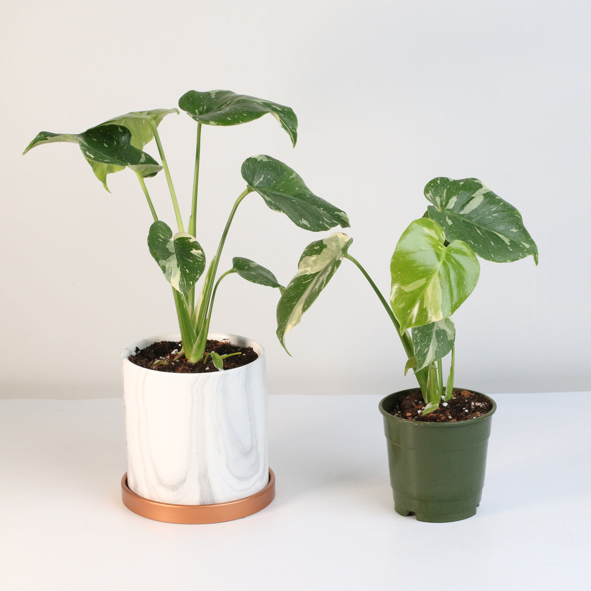 Monstera Thai Constellation