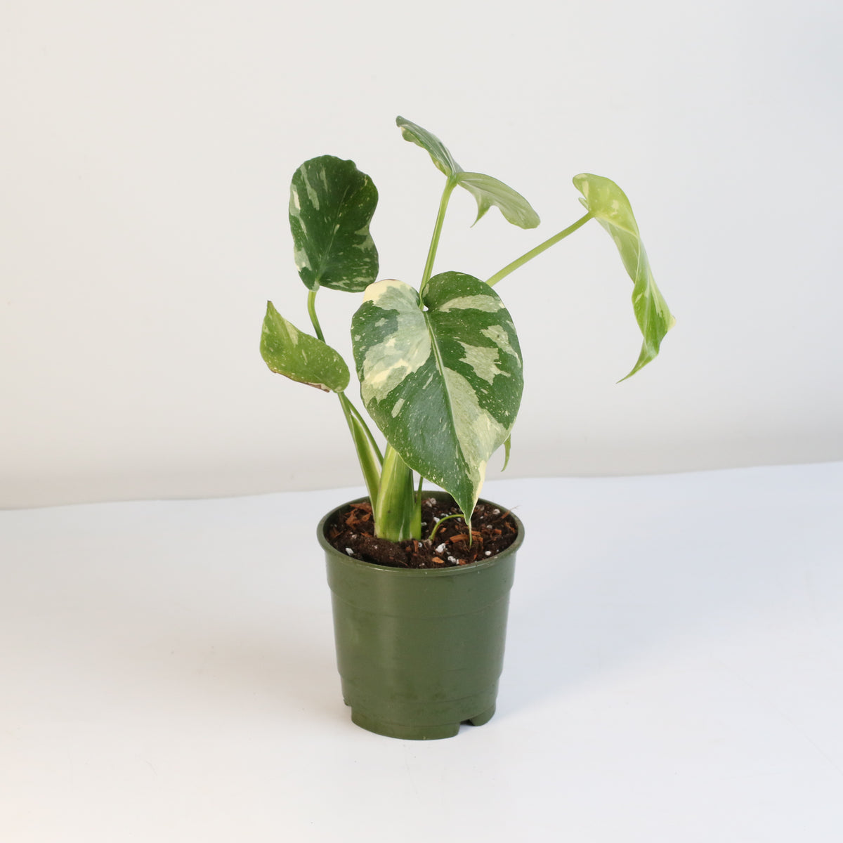 Monstera Thai Constellation