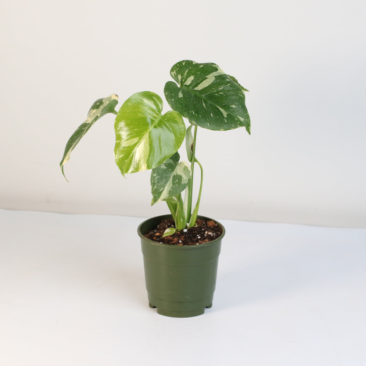 Monstera Thai Constellation