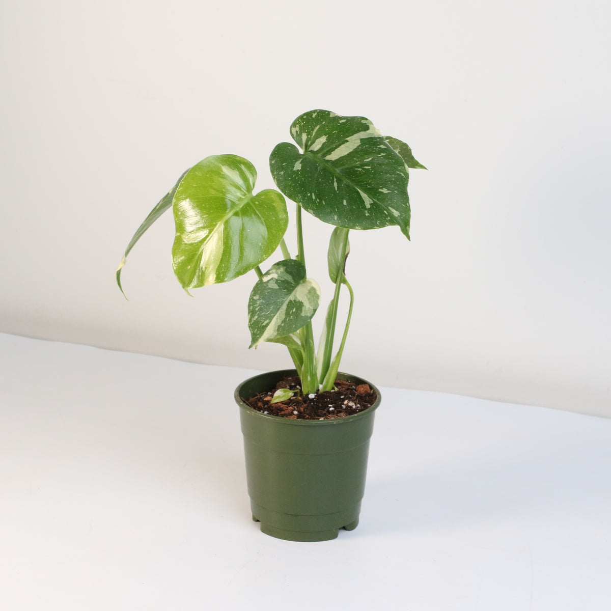 Monstera Thai Constellation