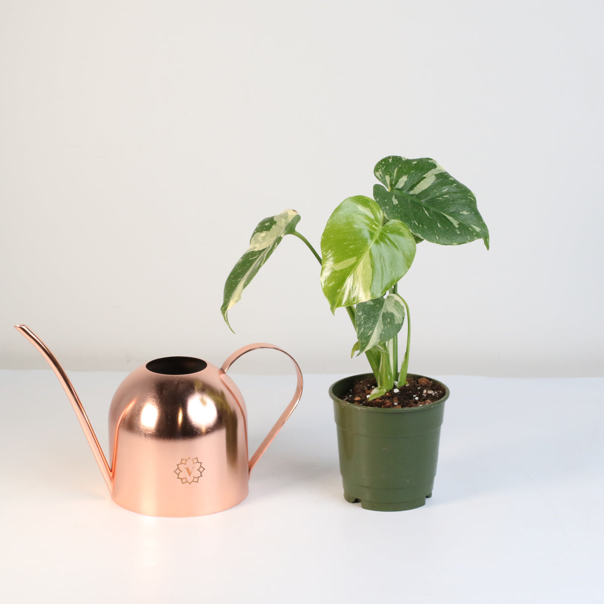 Monstera Thai Constellation