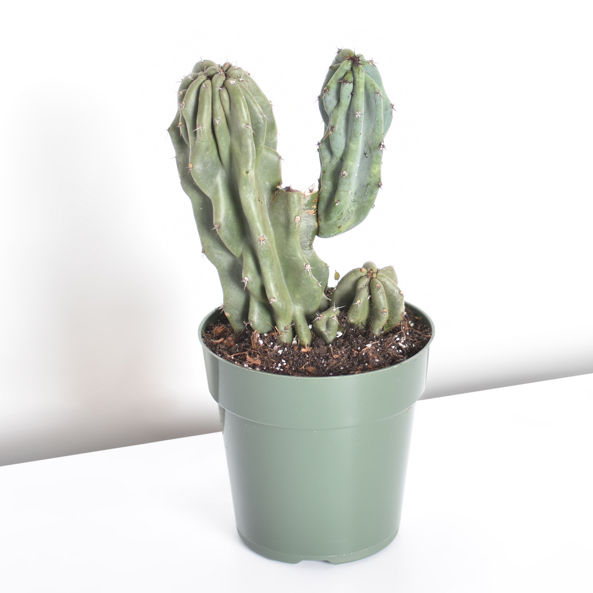 Monstrose Peruvian Apple Cactus