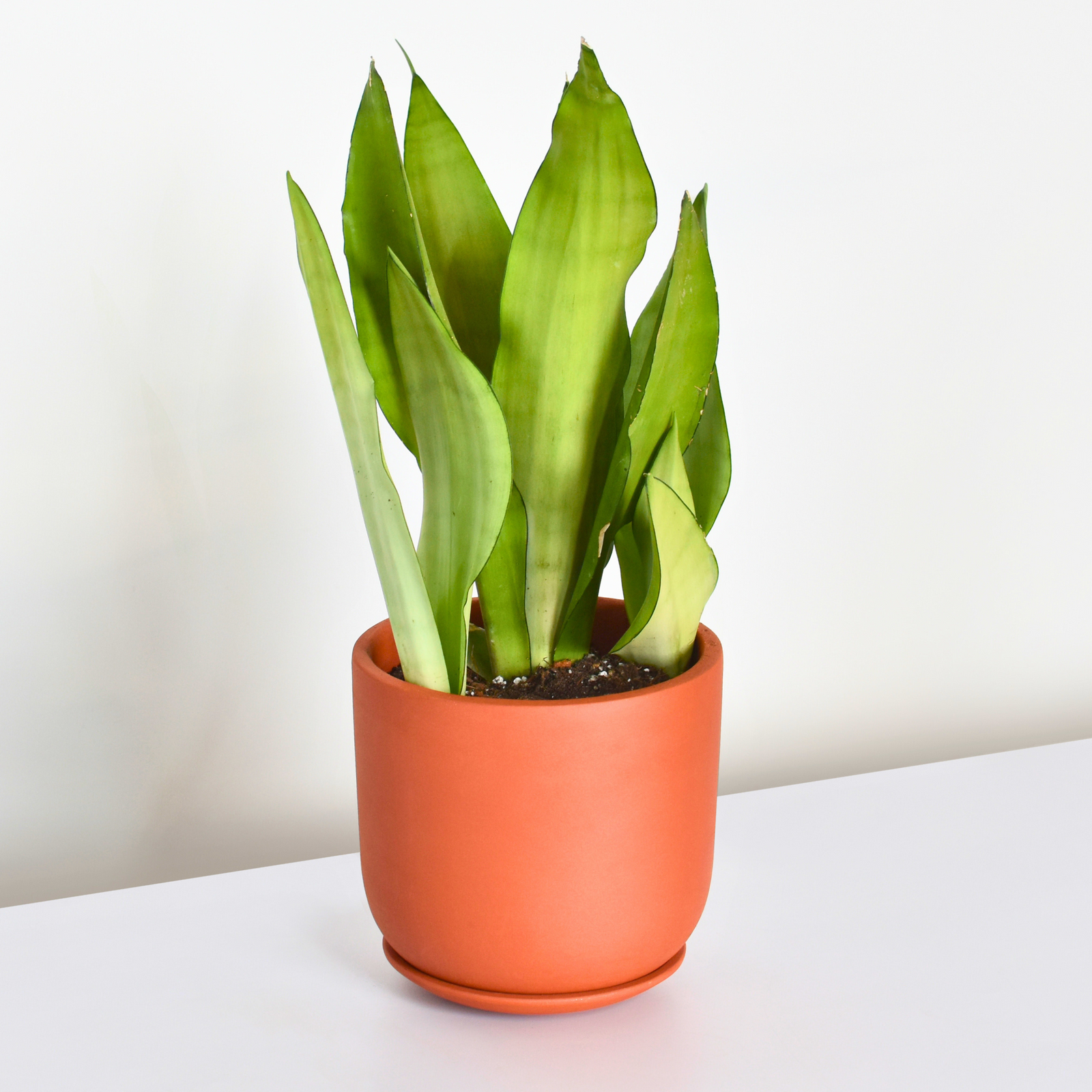 Silver Moonshine Sansevieria Snake Plant-Rare