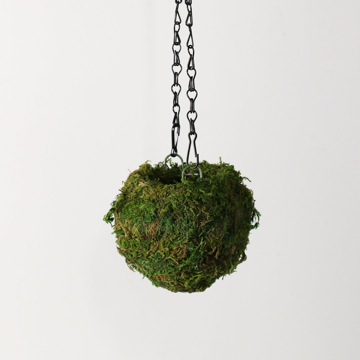 Fresh Green Kokedama Moss Hanging Planter Ball