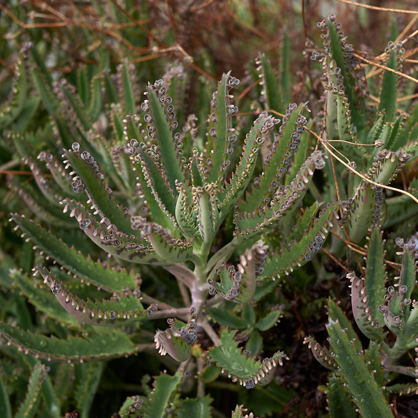 mother of 1000 succulent Mother of Thousands Succulent