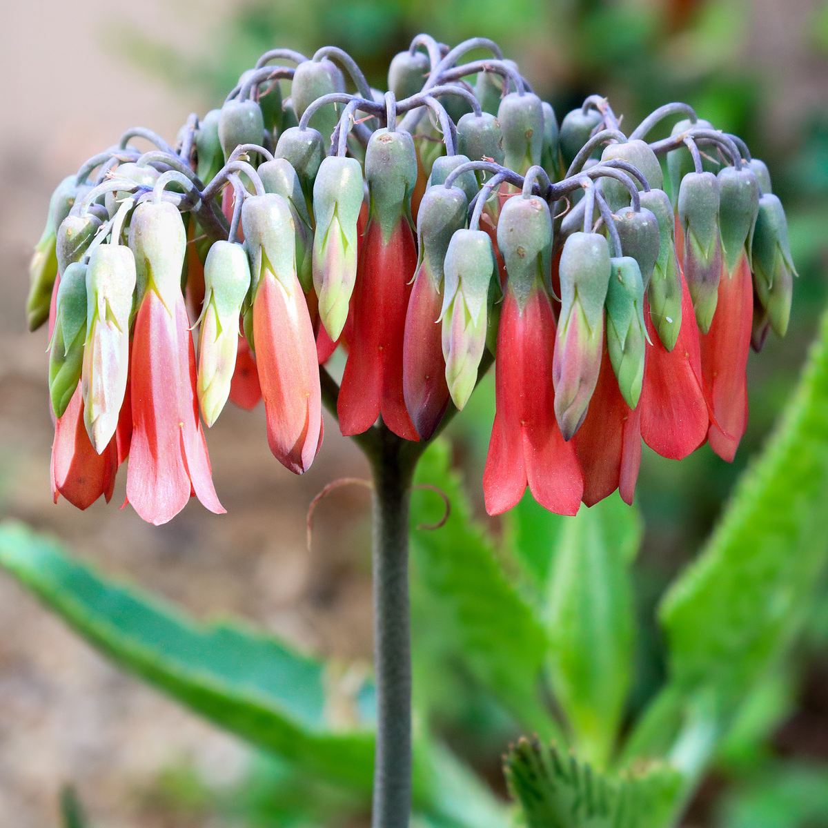 Mother of Thousands Succulent