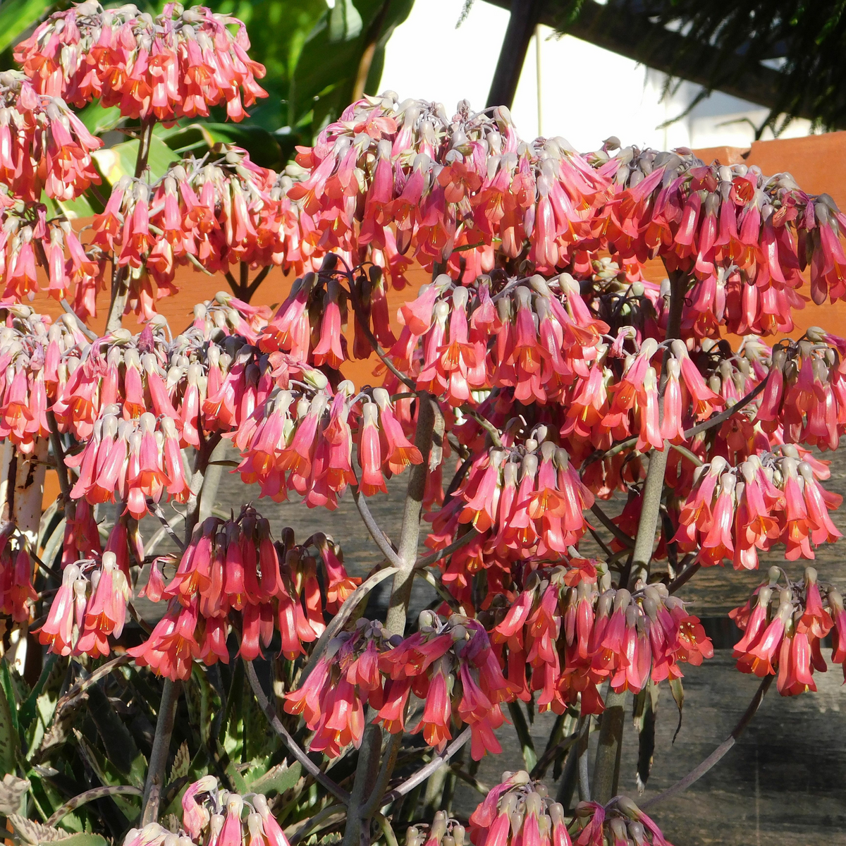 Mother of Thousands Succulent