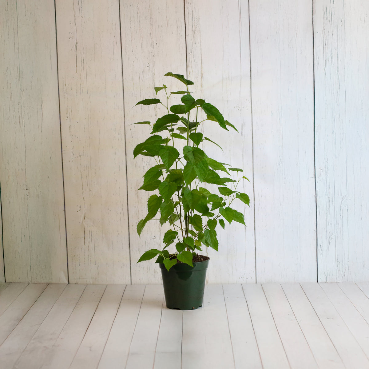 Mulberry 'Dwarf Everbearing'