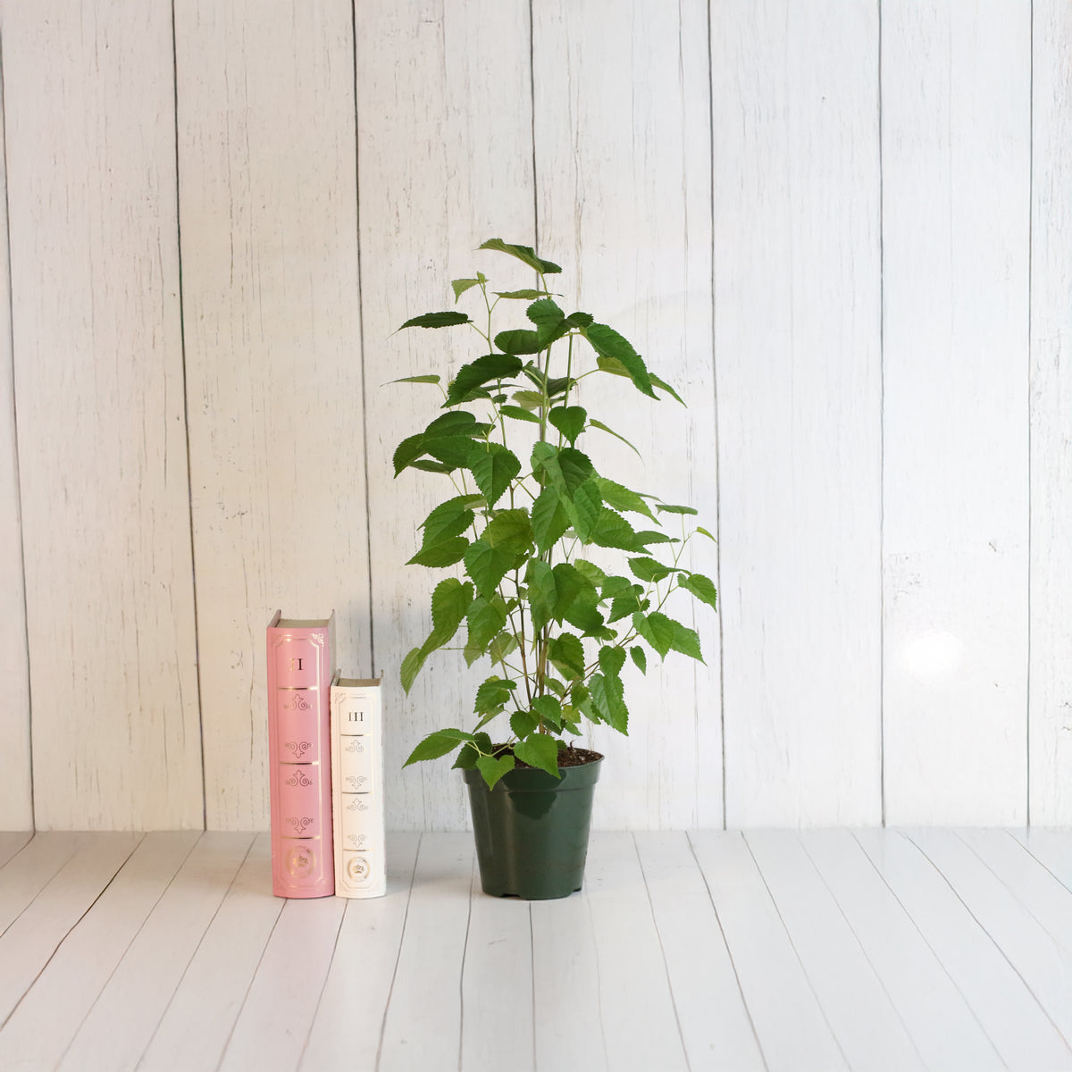 Mulberry 'Dwarf Everbearing'