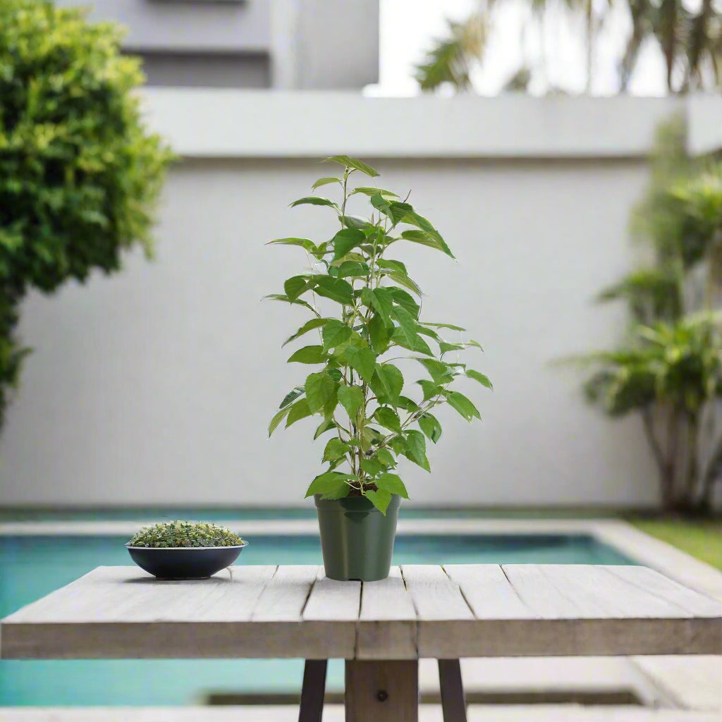 Mulberry 'Dwarf Everbearing'