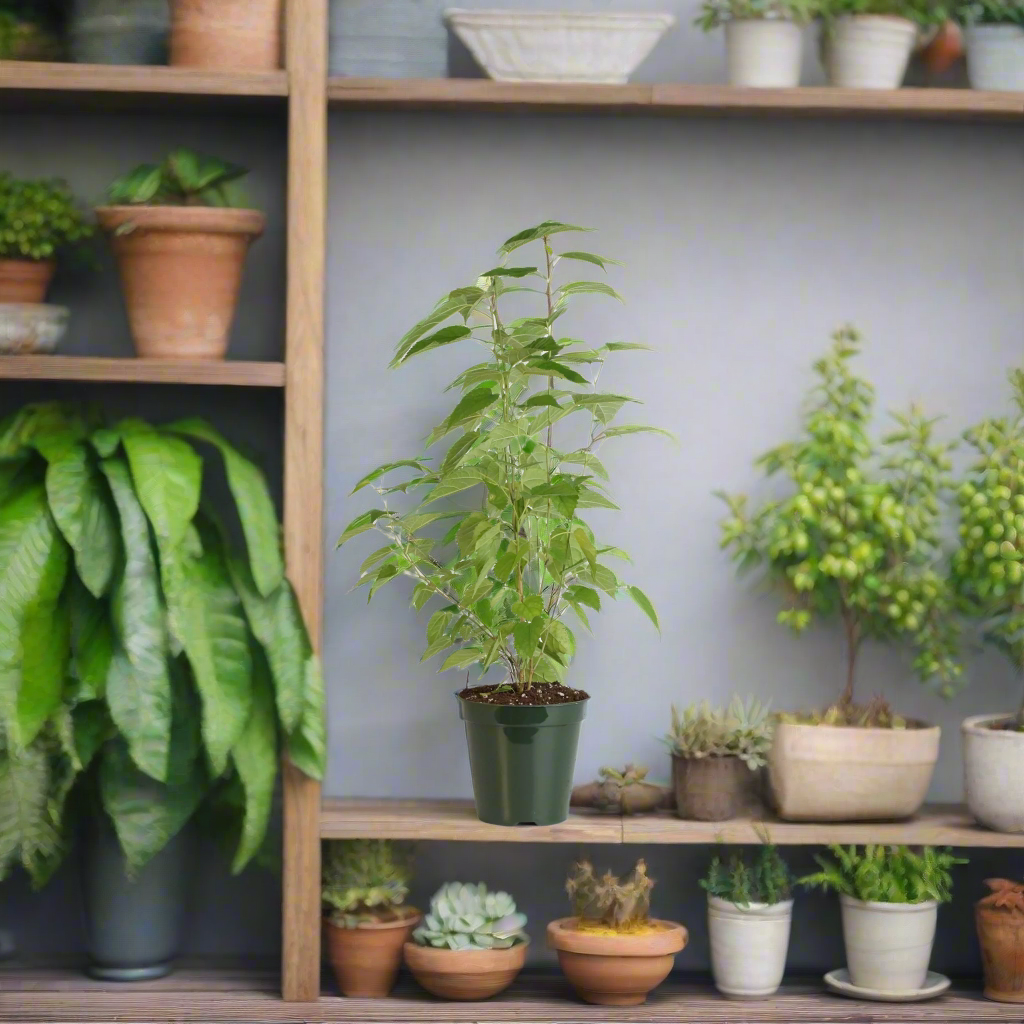 Mulberry 'Dwarf Everbearing'