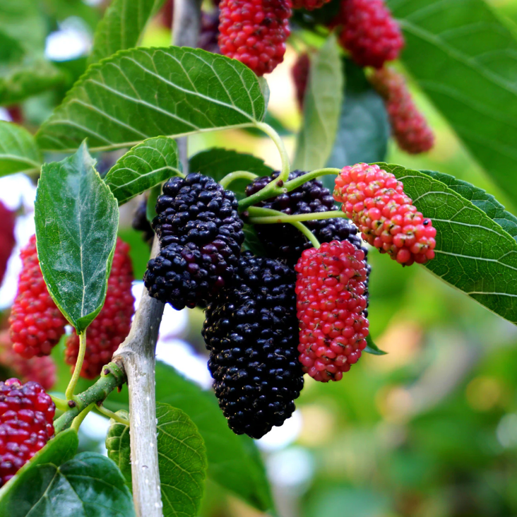 Mulberry Fruit Tree
