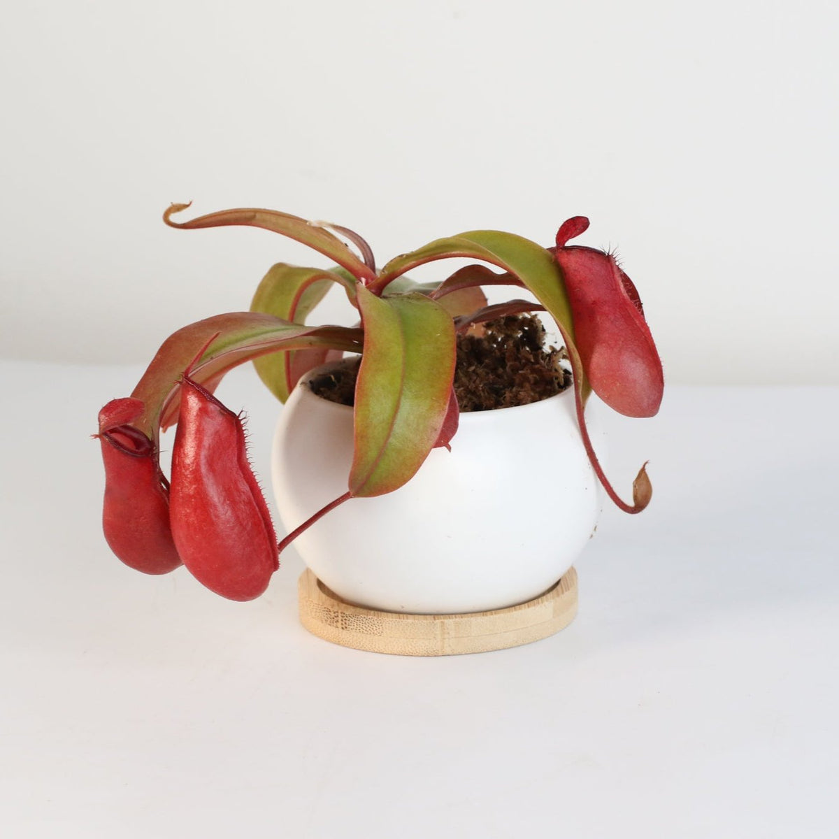 Nepenthes Lady Luck Carnivorous Pitcher Plant