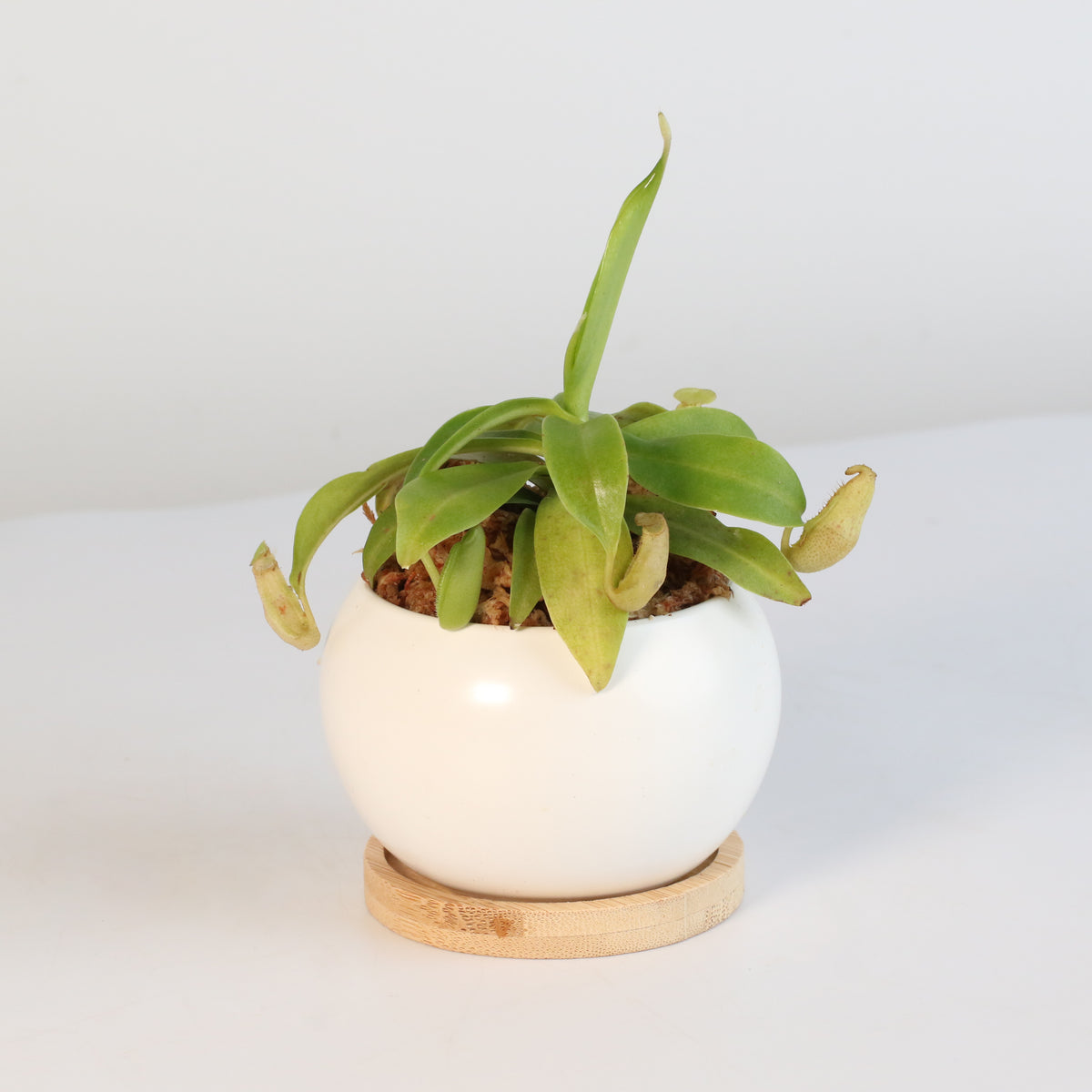 Nepenthes Sanguinea Carnivorous Pitcher Plant