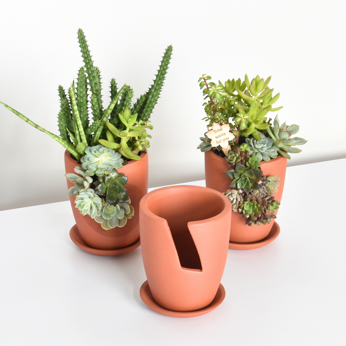 Slit Terracotta Succulent Arrangment DIY Kit