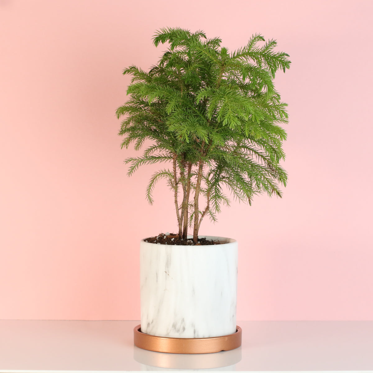 Norfolk Island Pine