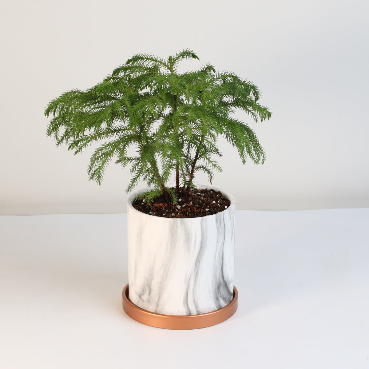 Norfolk Island Pine