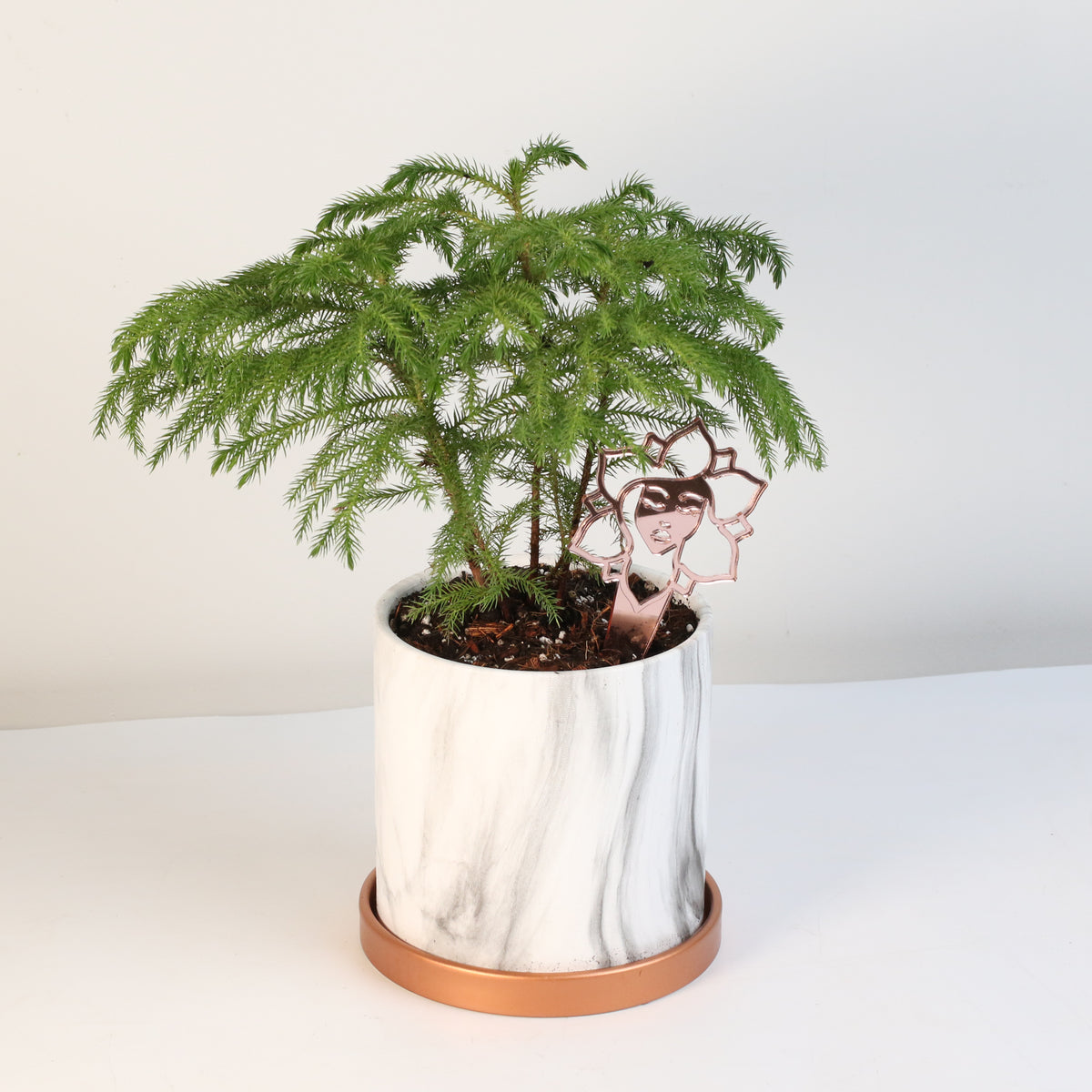 Norfolk Island Pine