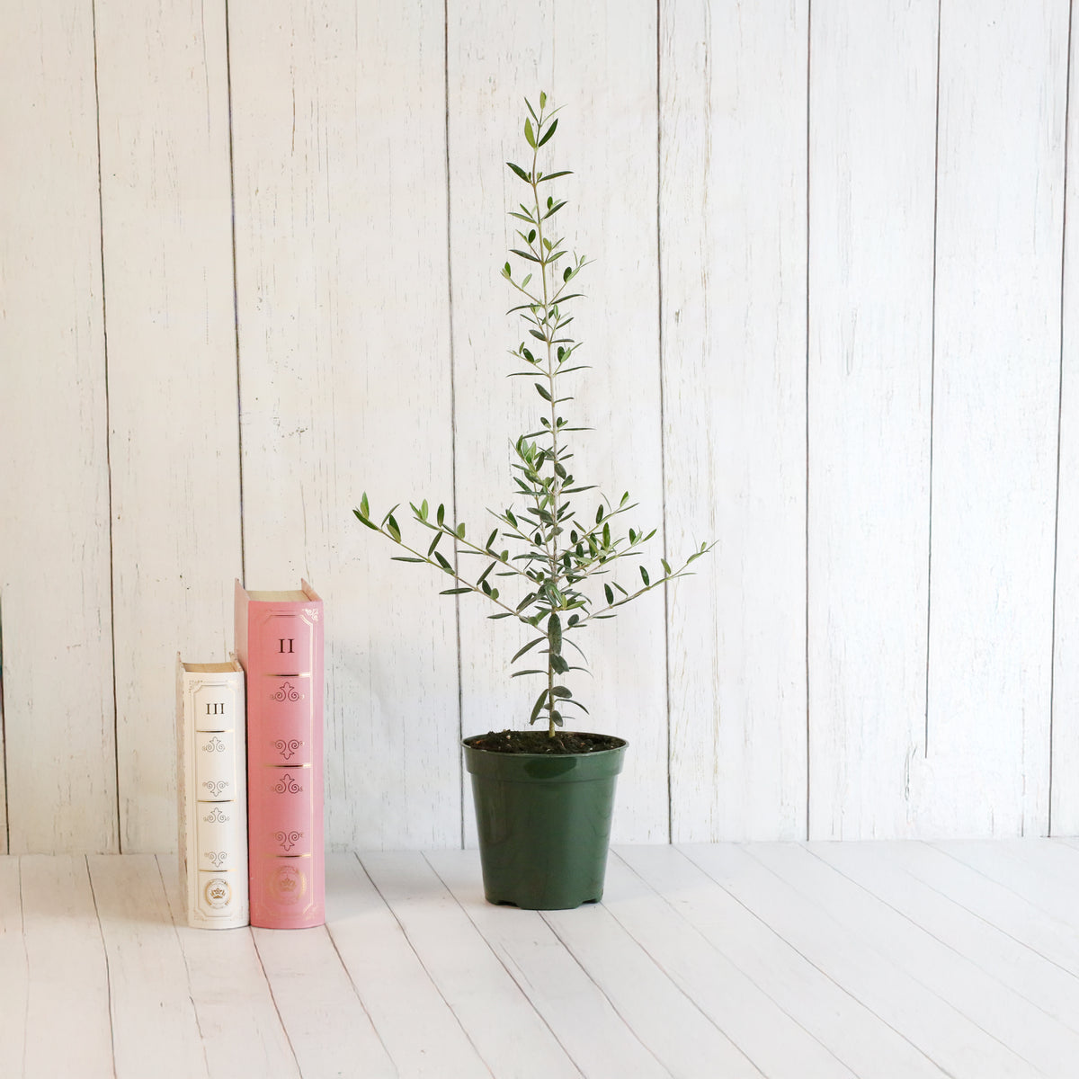 Olive 'Arbequina'  Tree next to books.