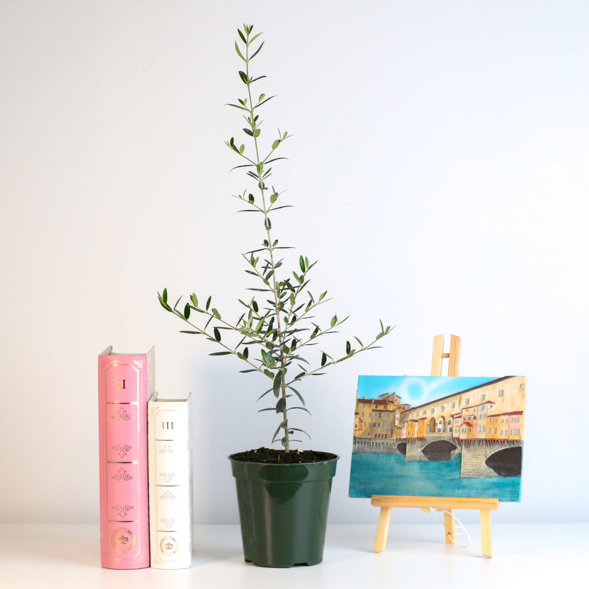 Olive 'Arbequina'  Tree on desk.