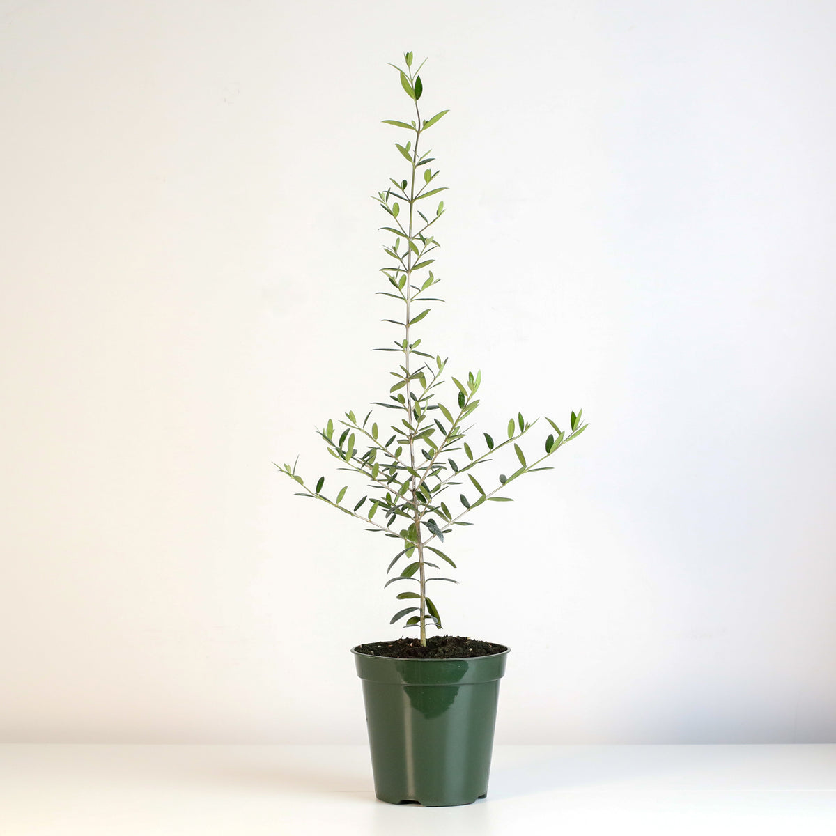 Olive 'Arbequina'  Tree in 6 inch nursery pot.