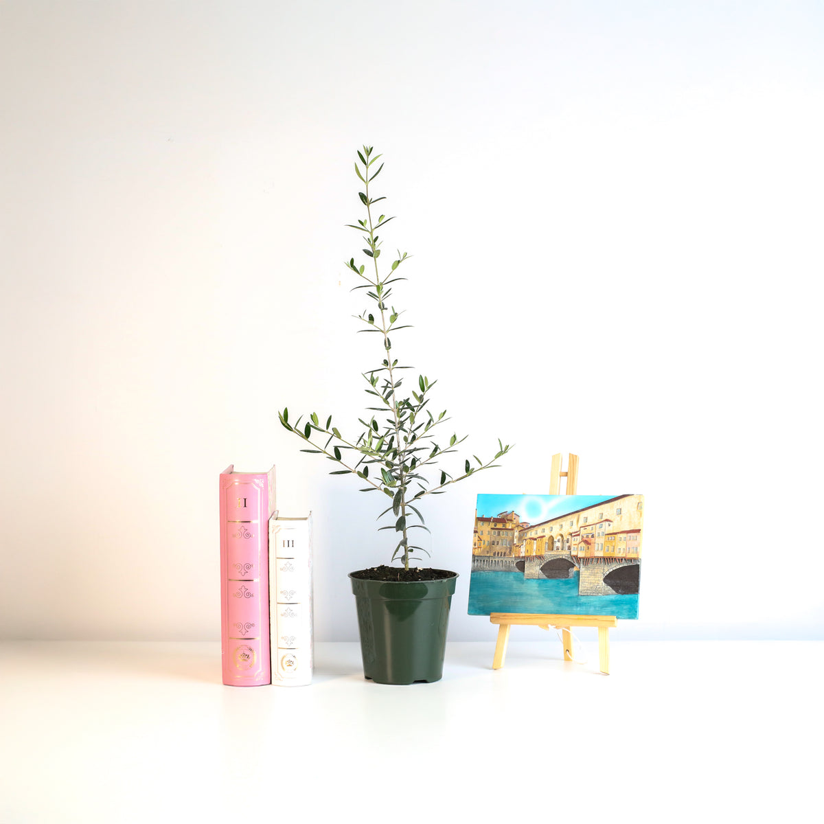 Olive 'Arbequina'  Tree