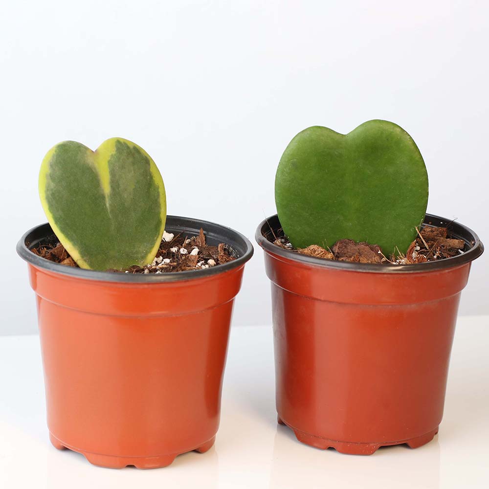 two hoya heart bundle