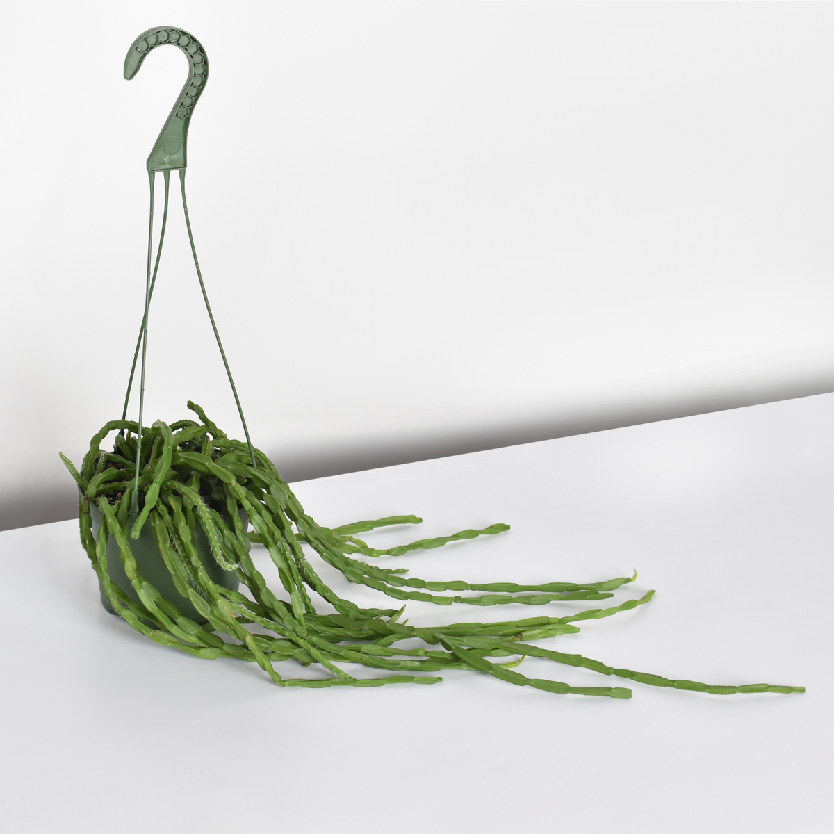 Rhipsalis Paradoxa Chain Succulent Mistletoe Cactus
