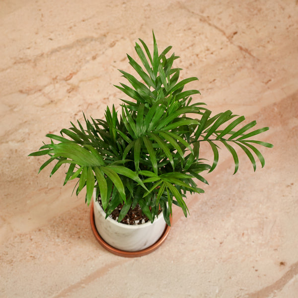 small palm indoor plants Parlor Palm Neanthe Bella Plant Valentina Terracotta 5"