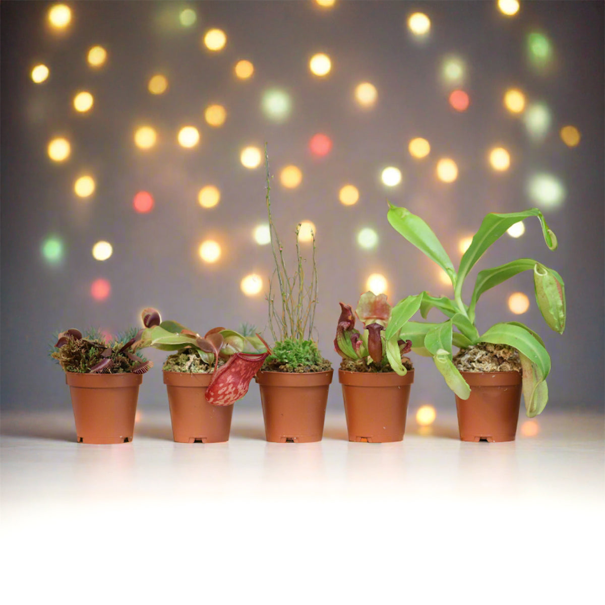 Party of Five Carnivorous Plant Bundle