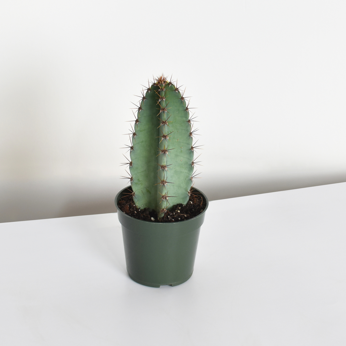 Night Blooming Peruvian Apple Cactus