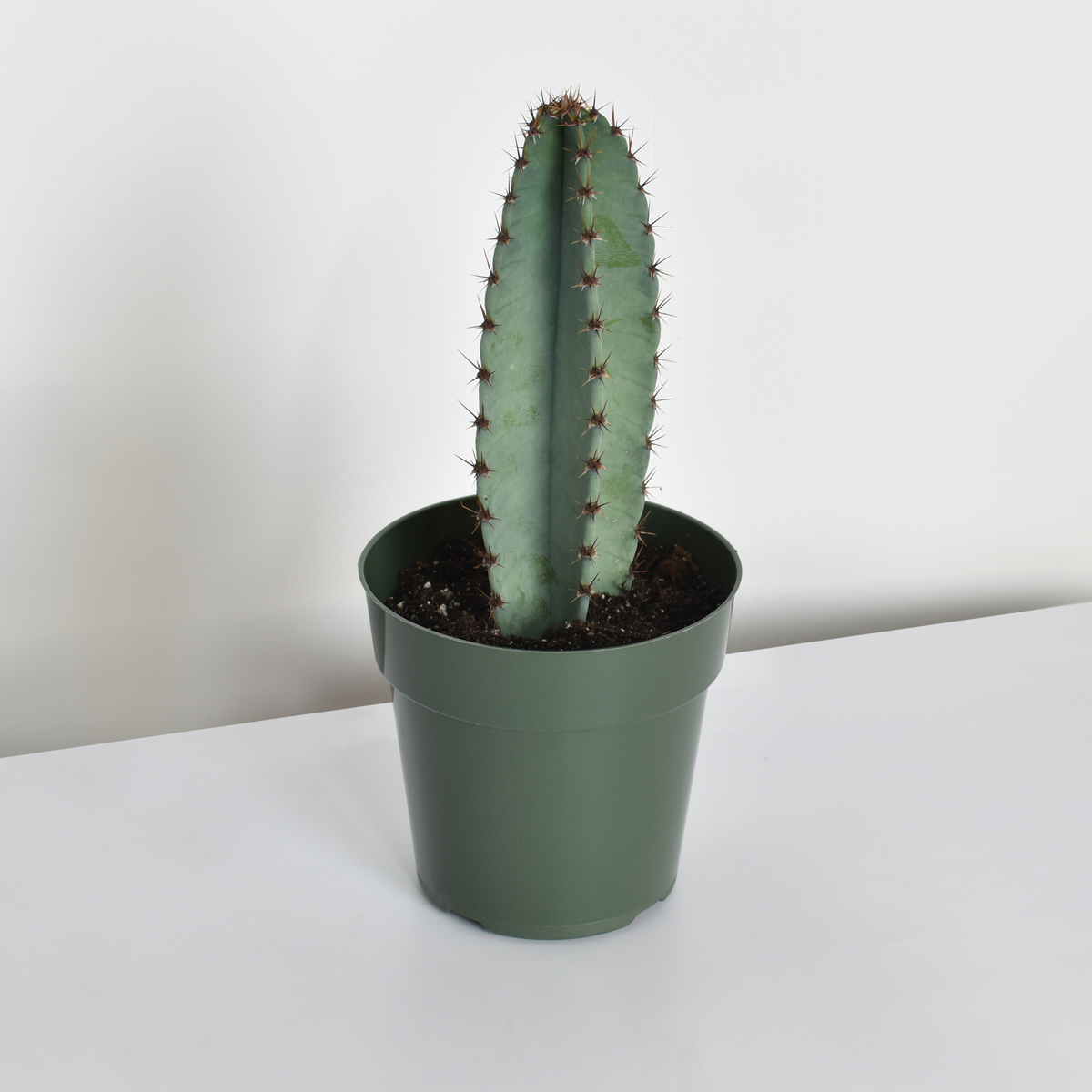 Night Blooming Peruvian Apple Cactus