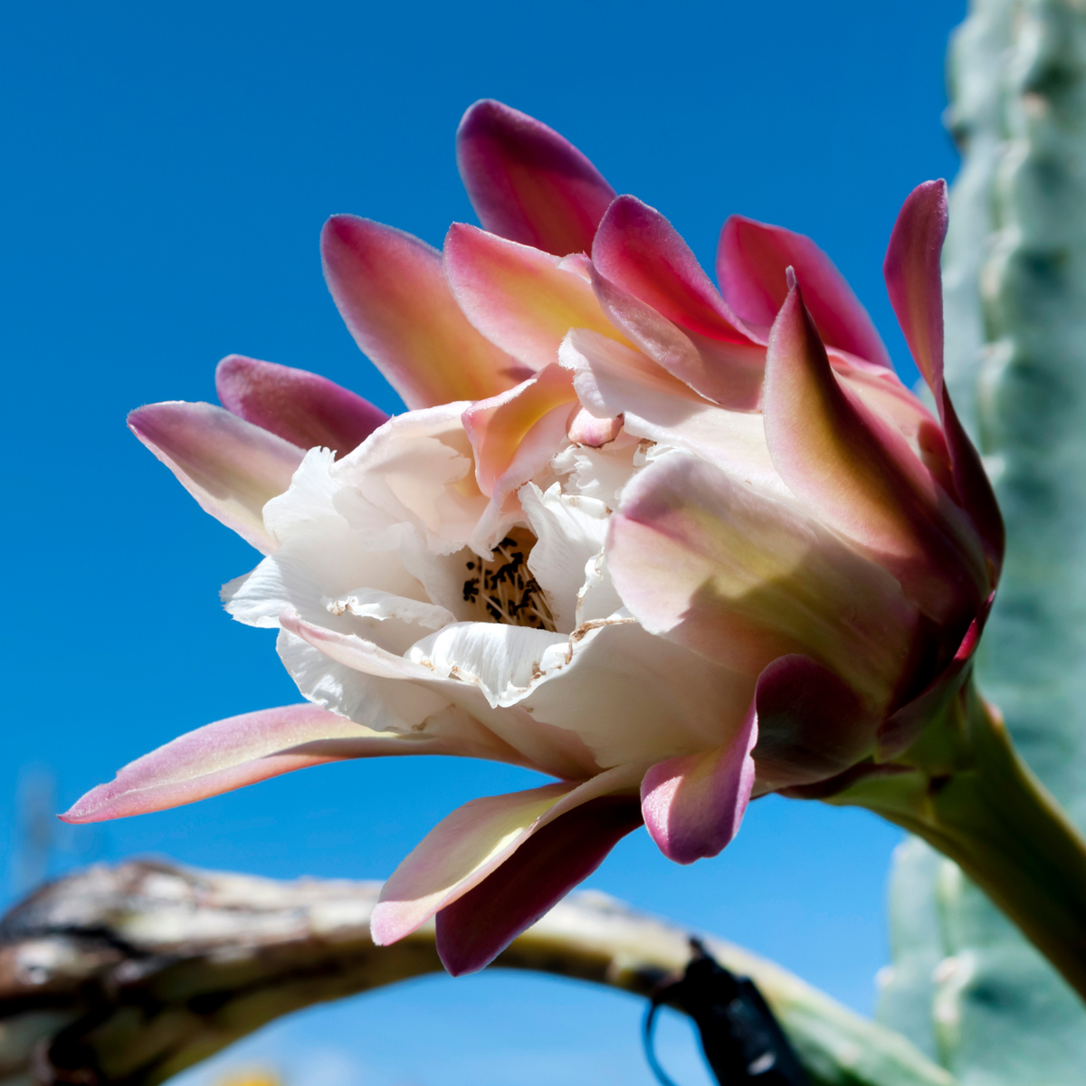 Night Blooming Peruvian Apple Cactus