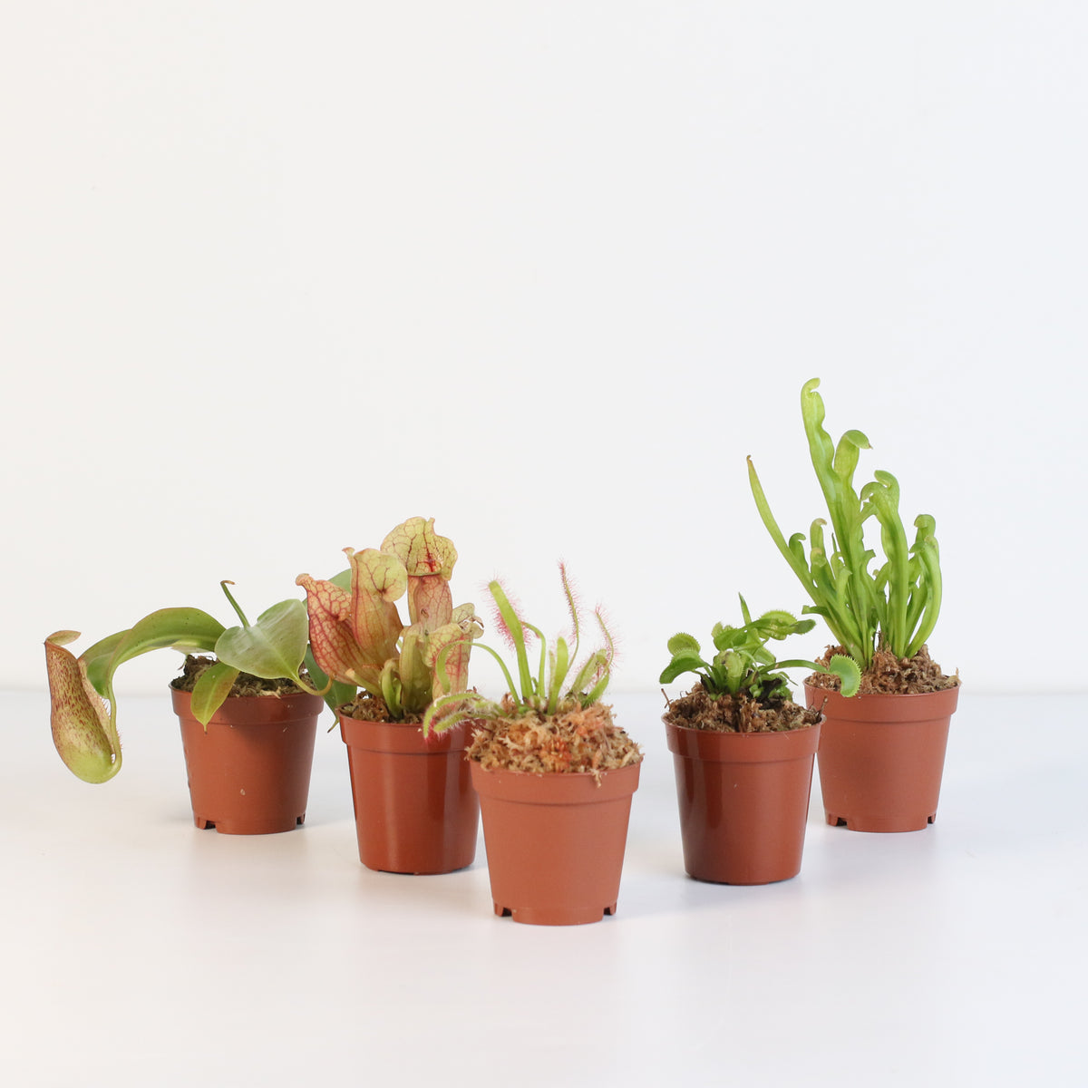 Carnivorous Plant Bundle