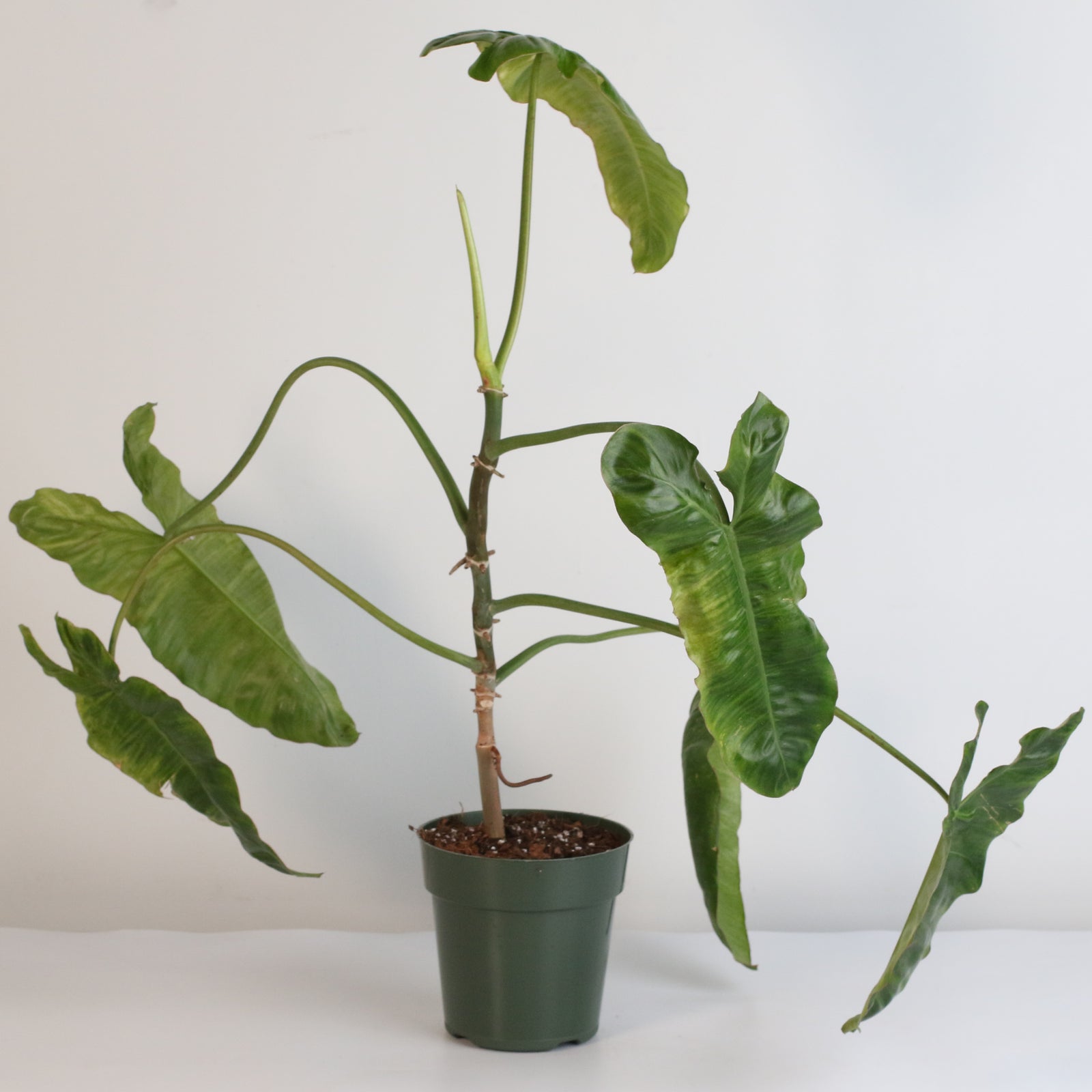 Philodendron Paraiso Verde