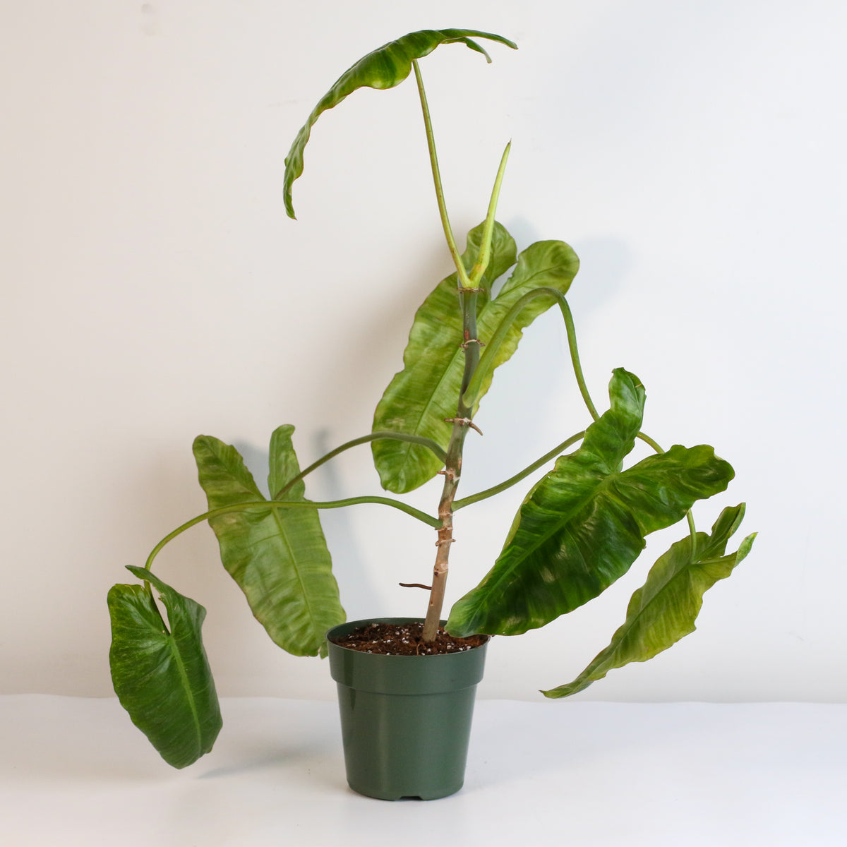 Philodendron Paraiso Verde