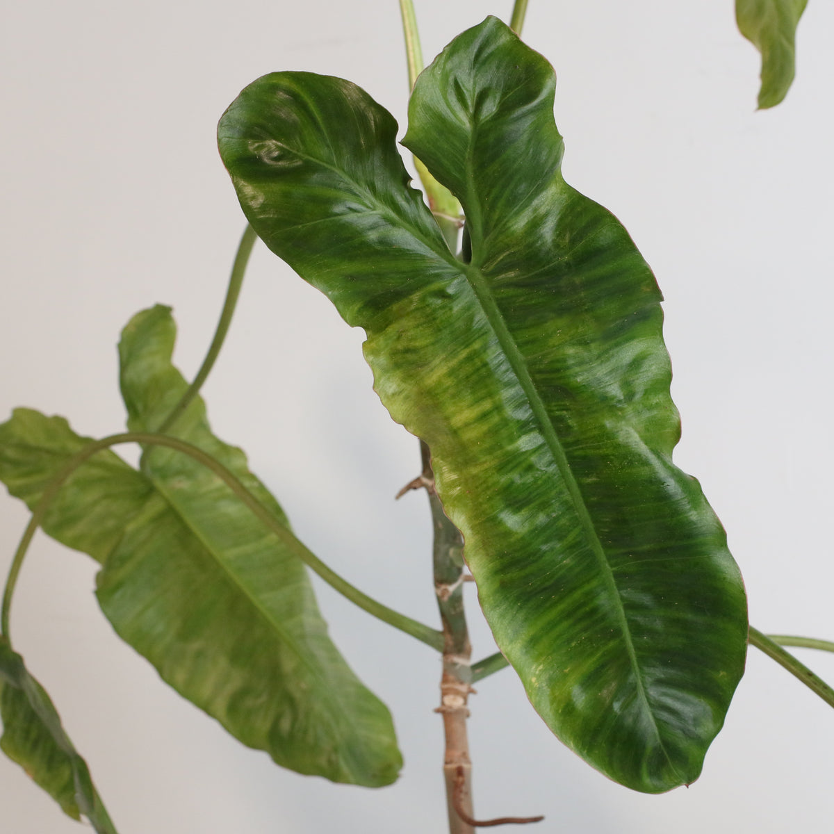 Philodendron Paraiso Verde