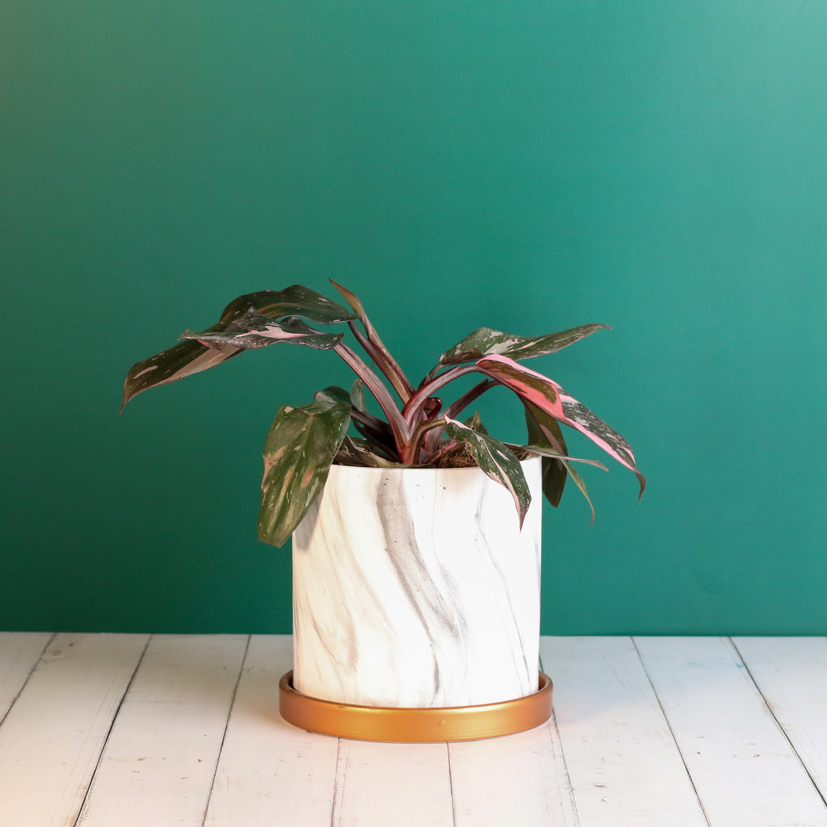 Philodendron 'Pink Princess'