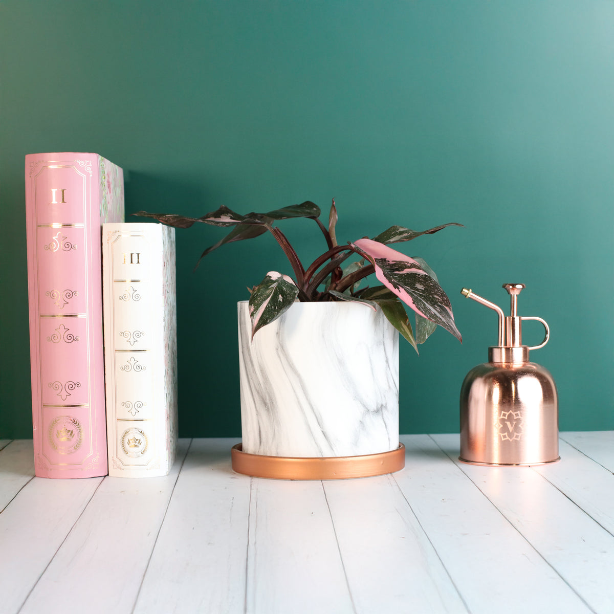 Philodendron 'Pink Princess'