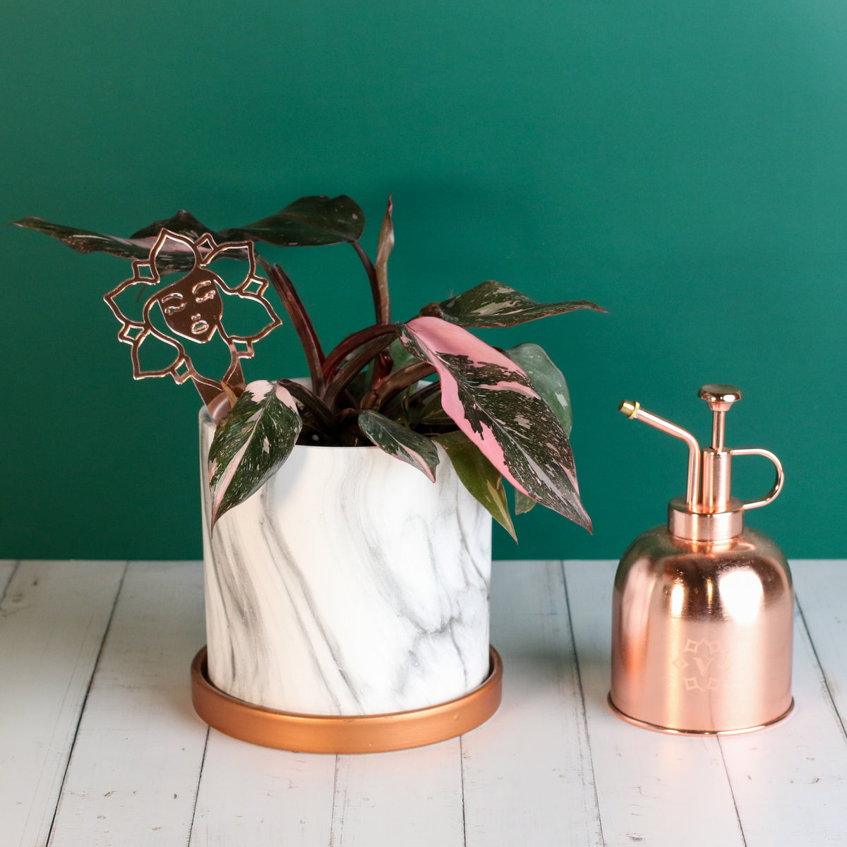 Philodendron 'Pink Princess'