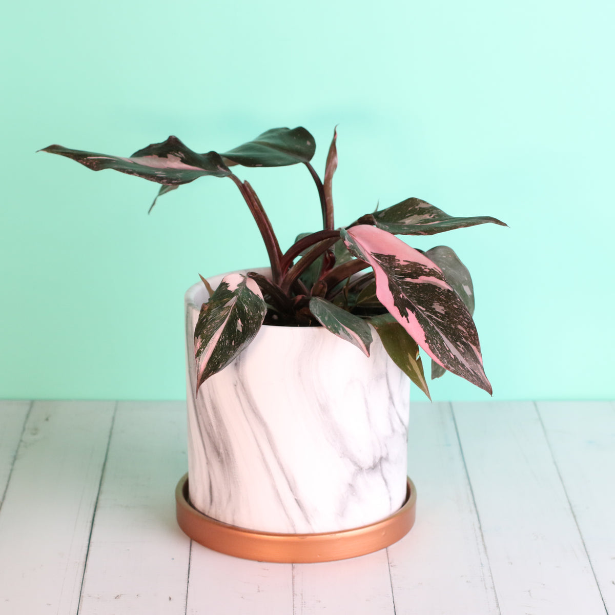 Philodendron 'Pink Princess'