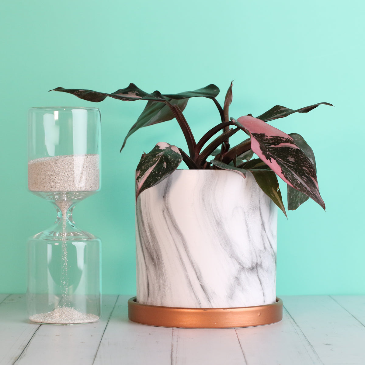 Philodendron 'Pink Princess'