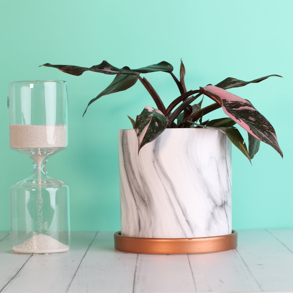 Philodendron 'Pink Princess'